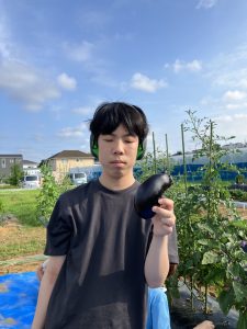 夏野菜の収穫